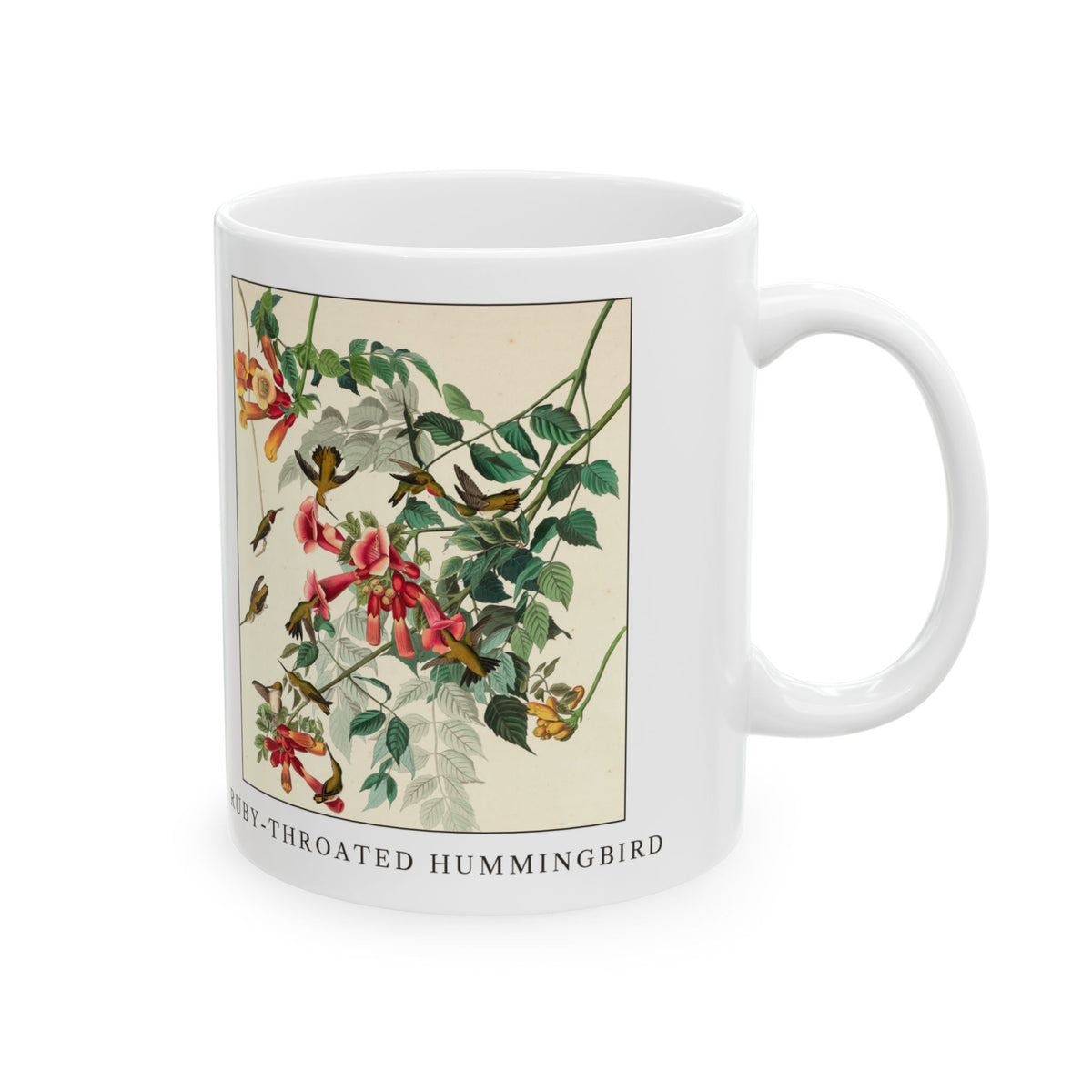 Ruby-throated Hummingbird vintage bird mug, 11oz white, right side view with the handle on the right