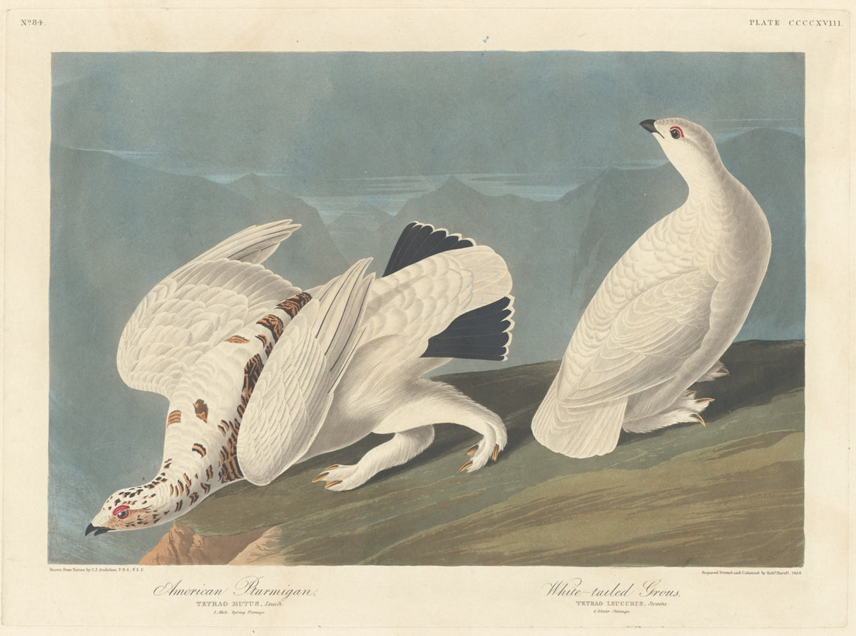 American Ptarmigan and White-tailed Grous, hand-colored engraving by Robert Havell after John James Audubon (National Gallery of Art, public domain)