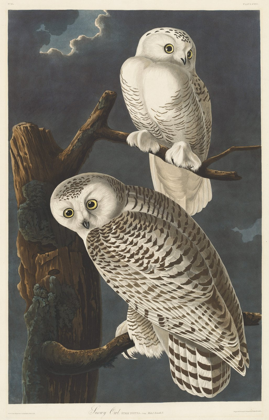 Snowy Owl (1831), hand-colored engraving by Robert Havell after John James Audubon (National Gallery of Art, public domain)